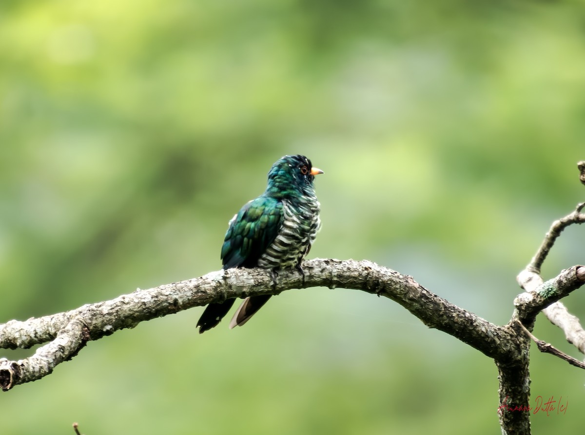 Asian Emerald Cuckoo - ML640562745