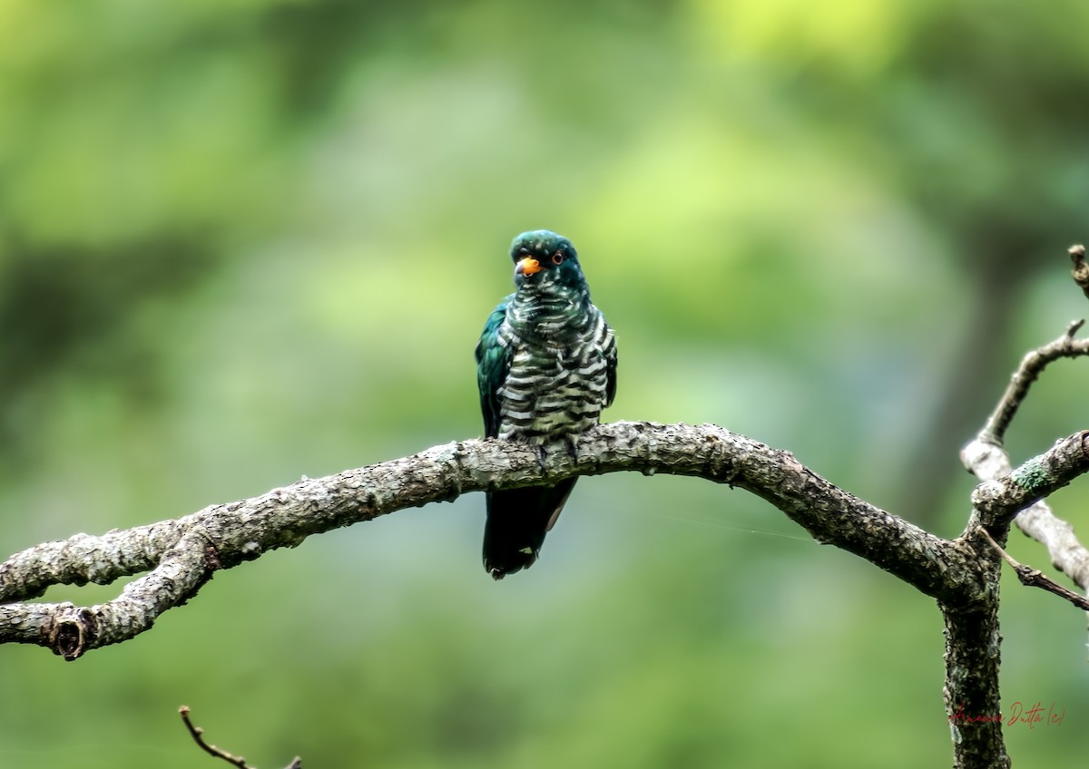 Asian Emerald Cuckoo - ML640562746