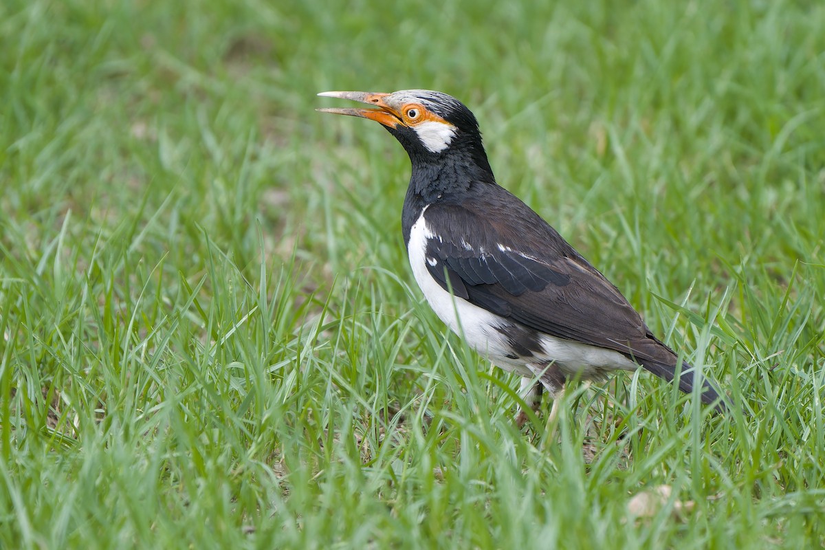 Siamese Pied Starling - ML640562749