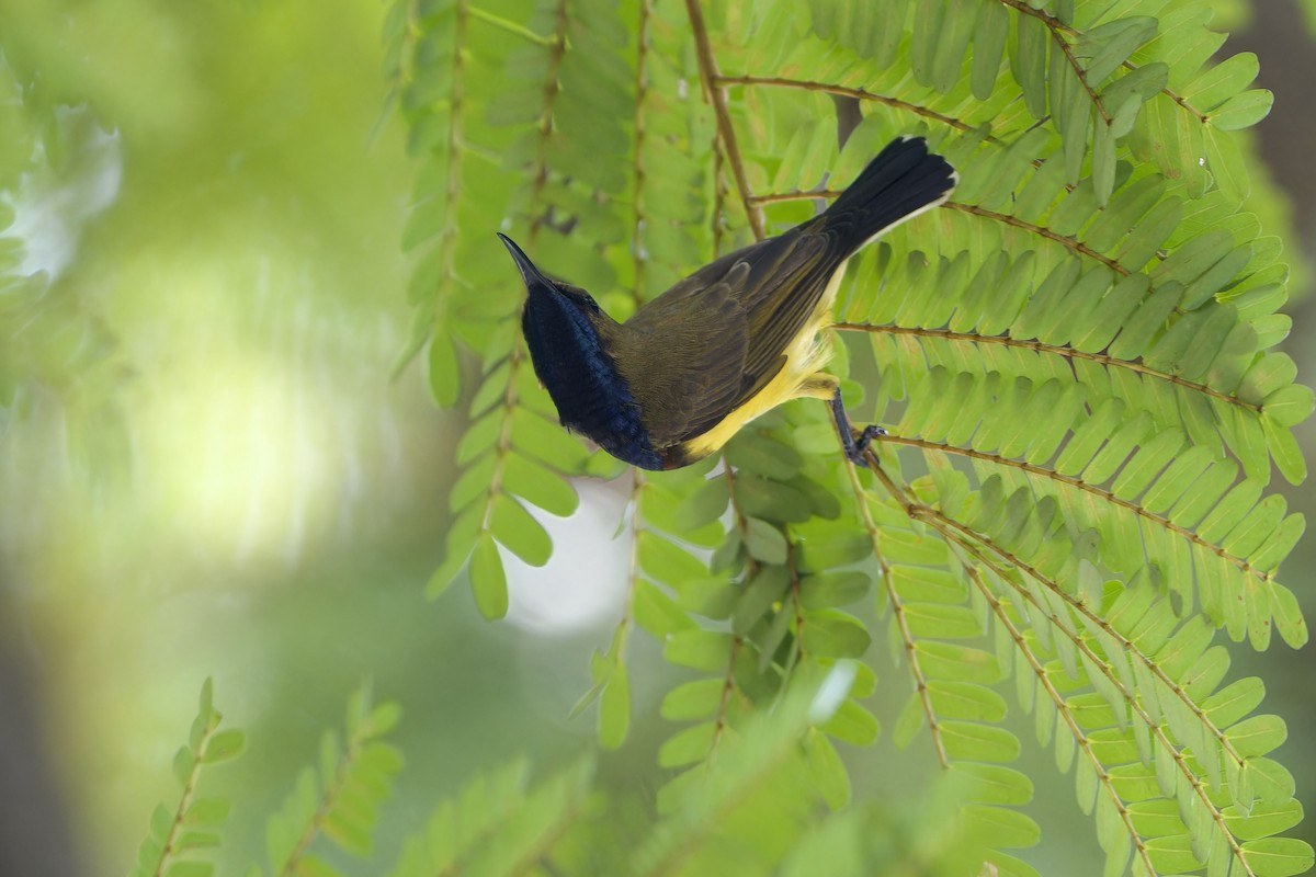 Ornate Sunbird (Ornate) - ML640562760