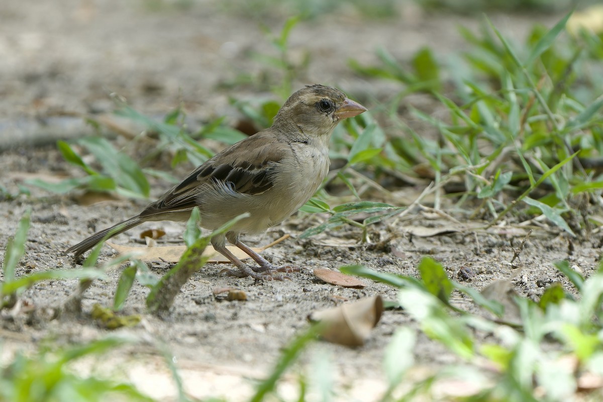 Plain-backed Sparrow - ML640562765