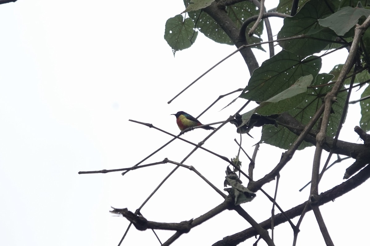 Regal Sunbird - ML640562823