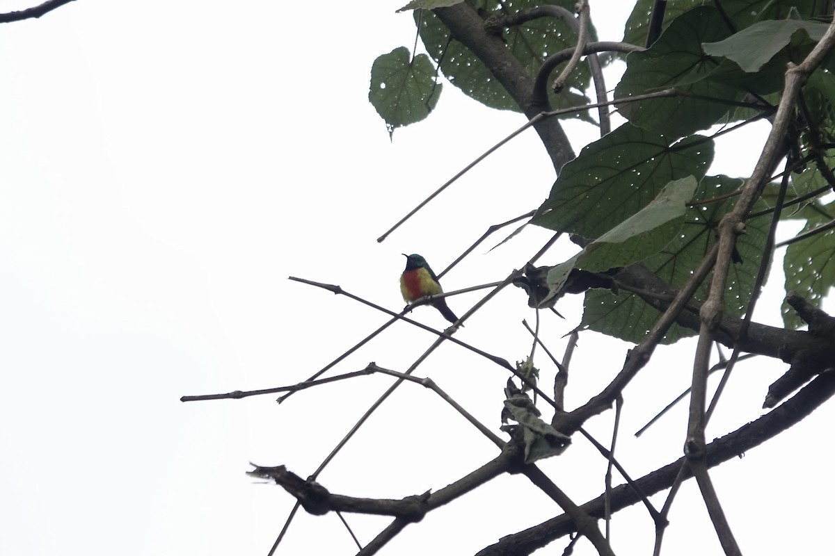 Regal Sunbird - ML640562833