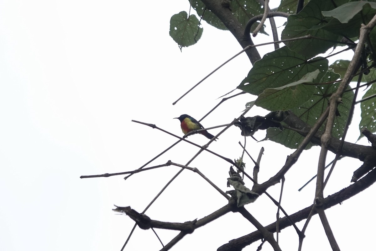Regal Sunbird - ML640562834