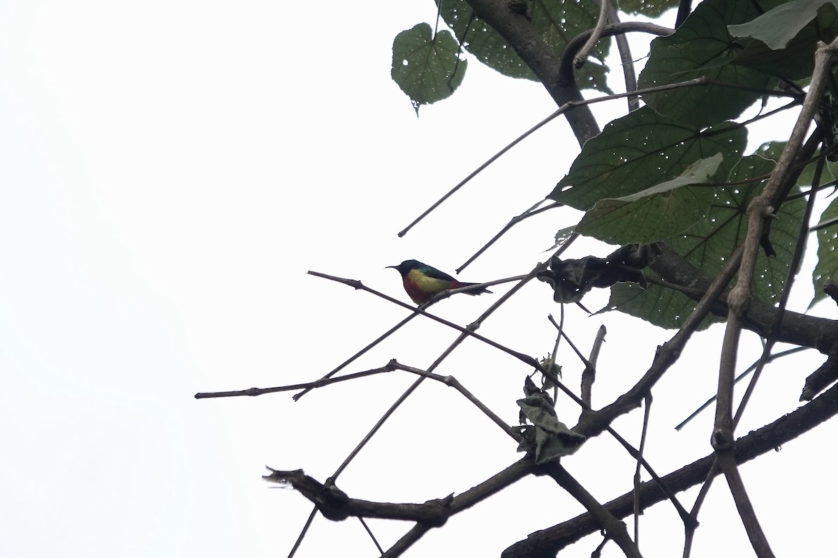 Regal Sunbird - ML640562839