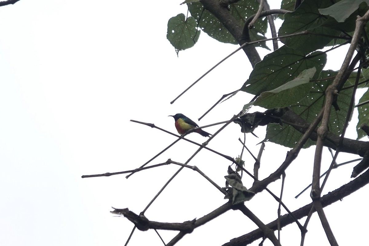 Regal Sunbird - ML640562847