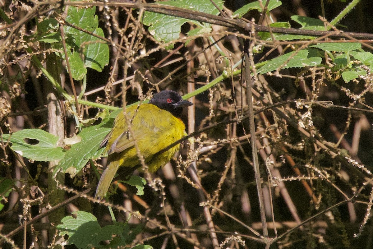 Strange Weaver - ML640562856