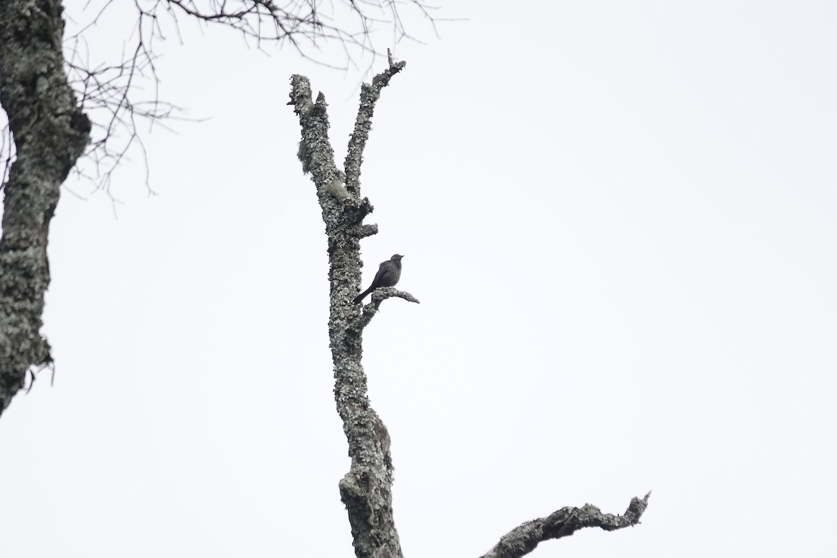Estornino de Waller (elgonensis) - ML640562899