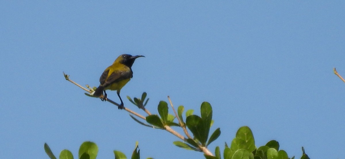 Ornate Sunbird - ML640562980