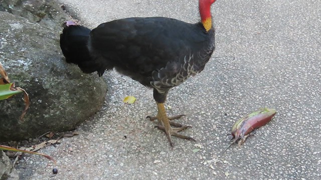 Australian Brushturkey - ML640562983