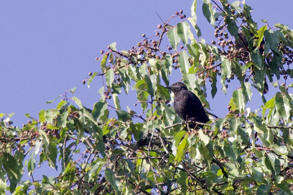 Estornino de Waller (elgonensis) - ML640563028