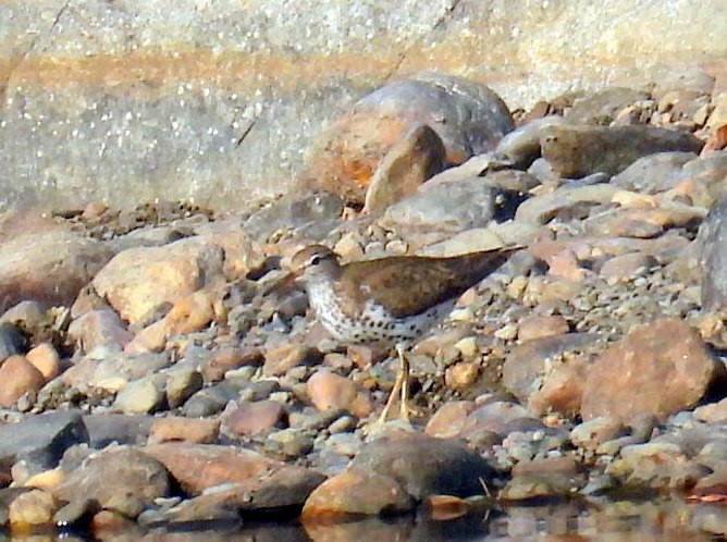 Spotted Sandpiper - ML640563097