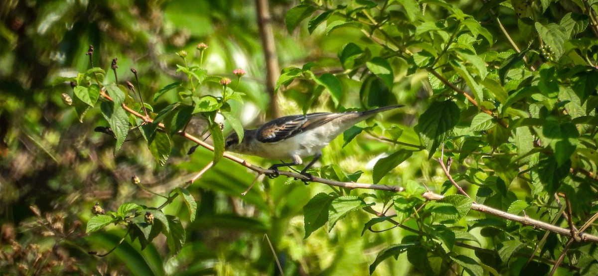 White-shouldered Triller - ML640563105