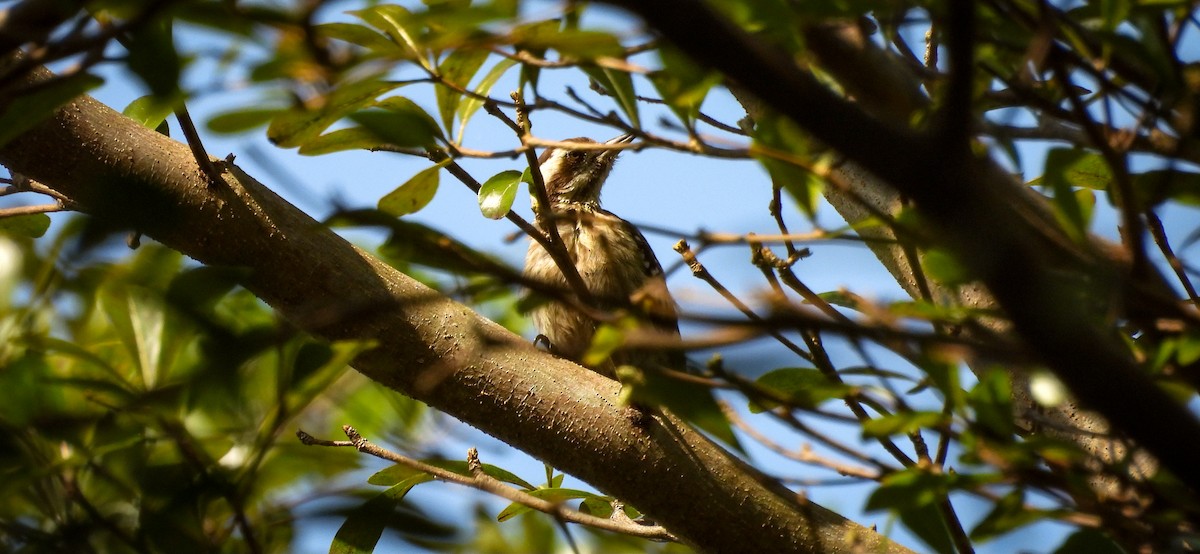 Sunda Pygmy Woodpecker - ML640563110