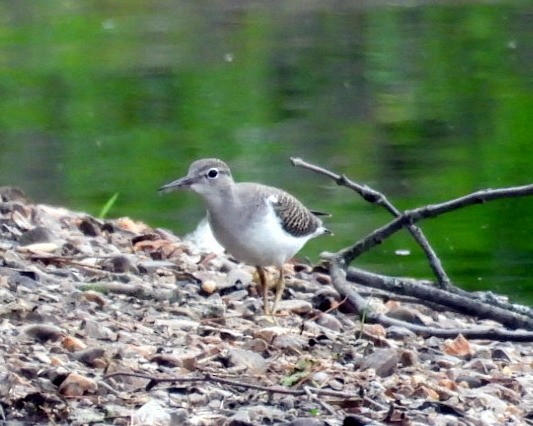 Spotted Sandpiper - ML640563120