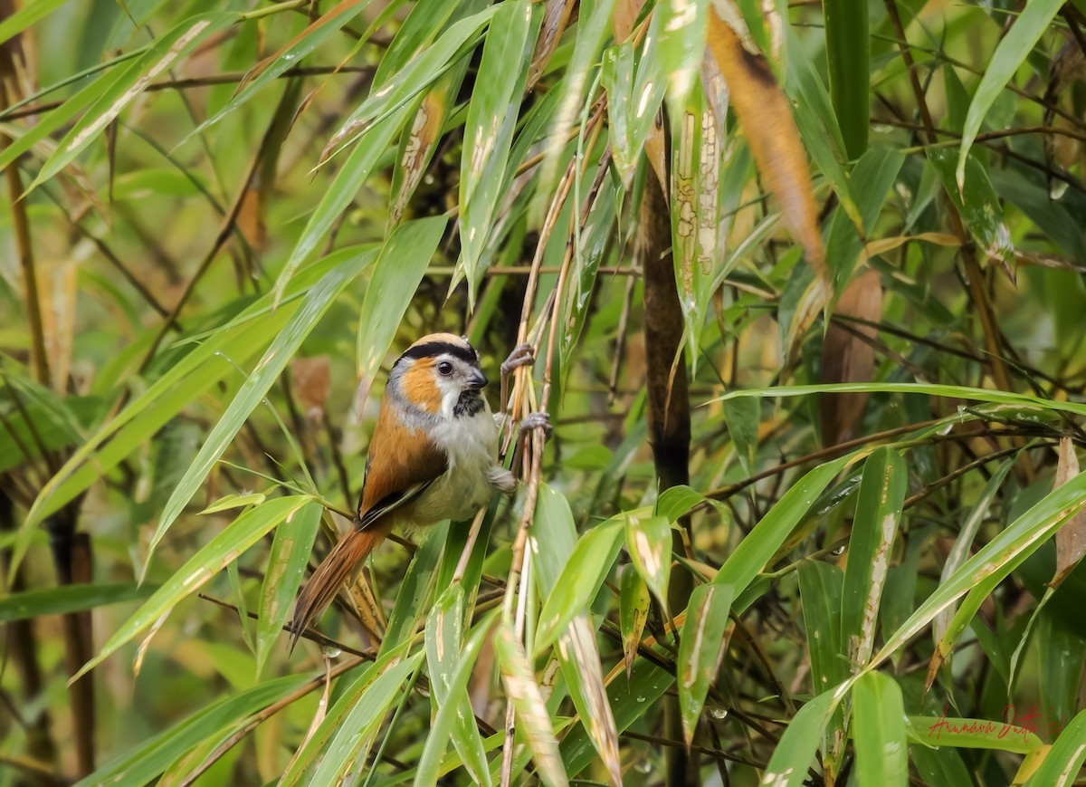 Black-throated Parrotbill - ML640563121