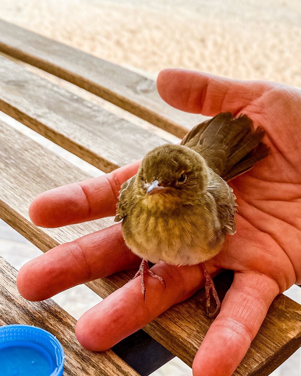 River Warbler - ML640563125