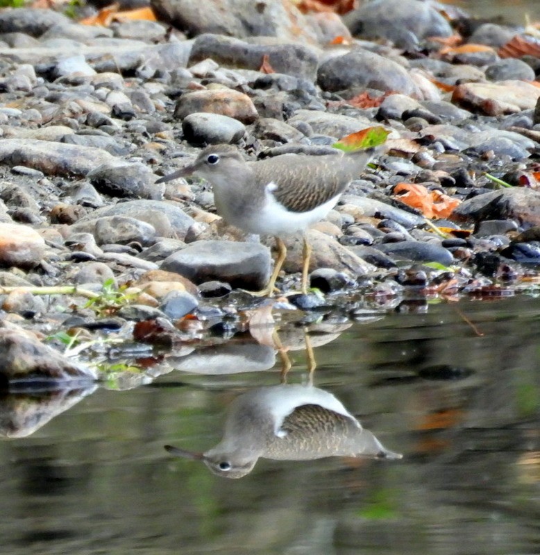 Spotted Sandpiper - ML640563129