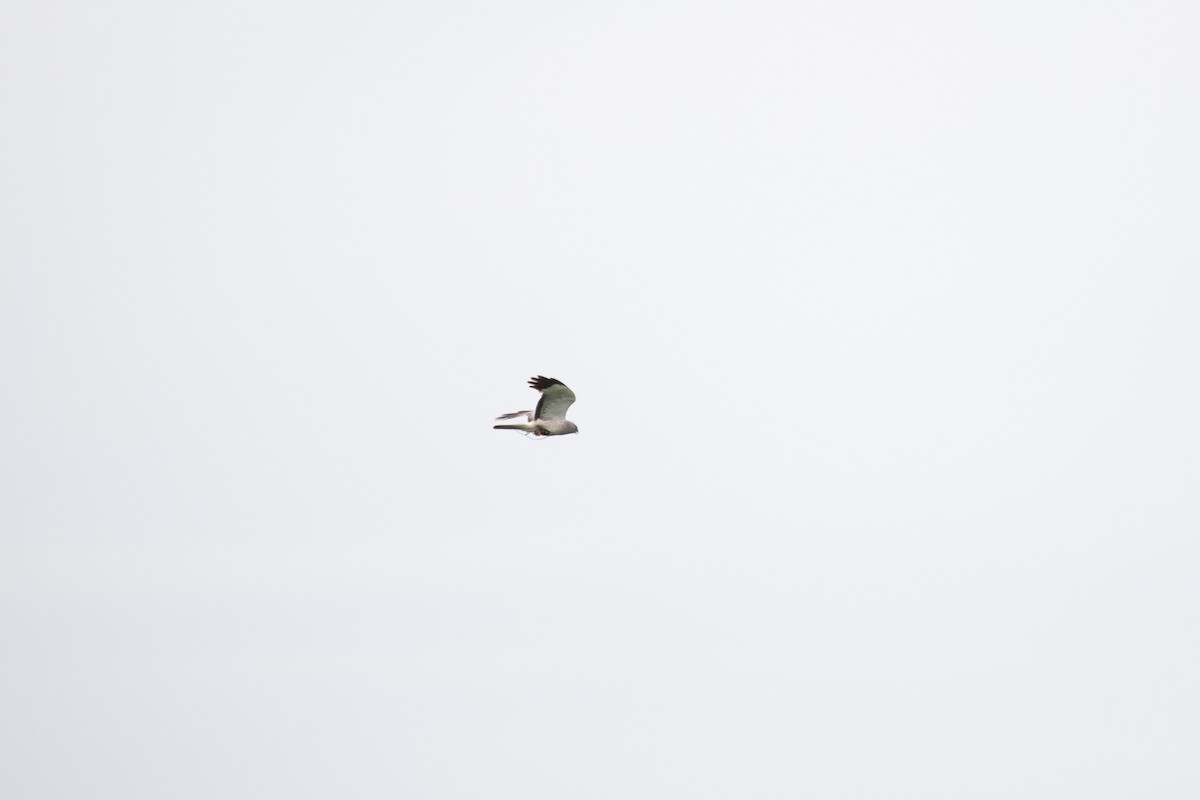 Northern Harrier - ML640563132