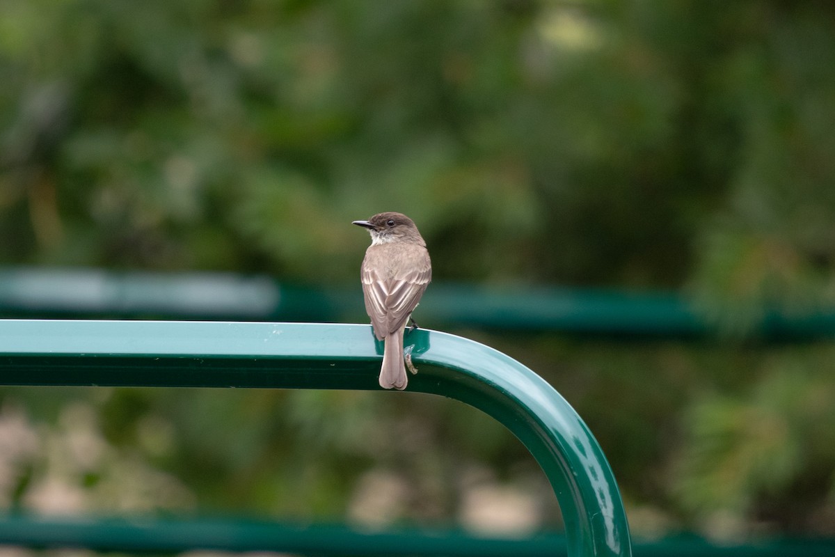Eastern Phoebe - ML640563152