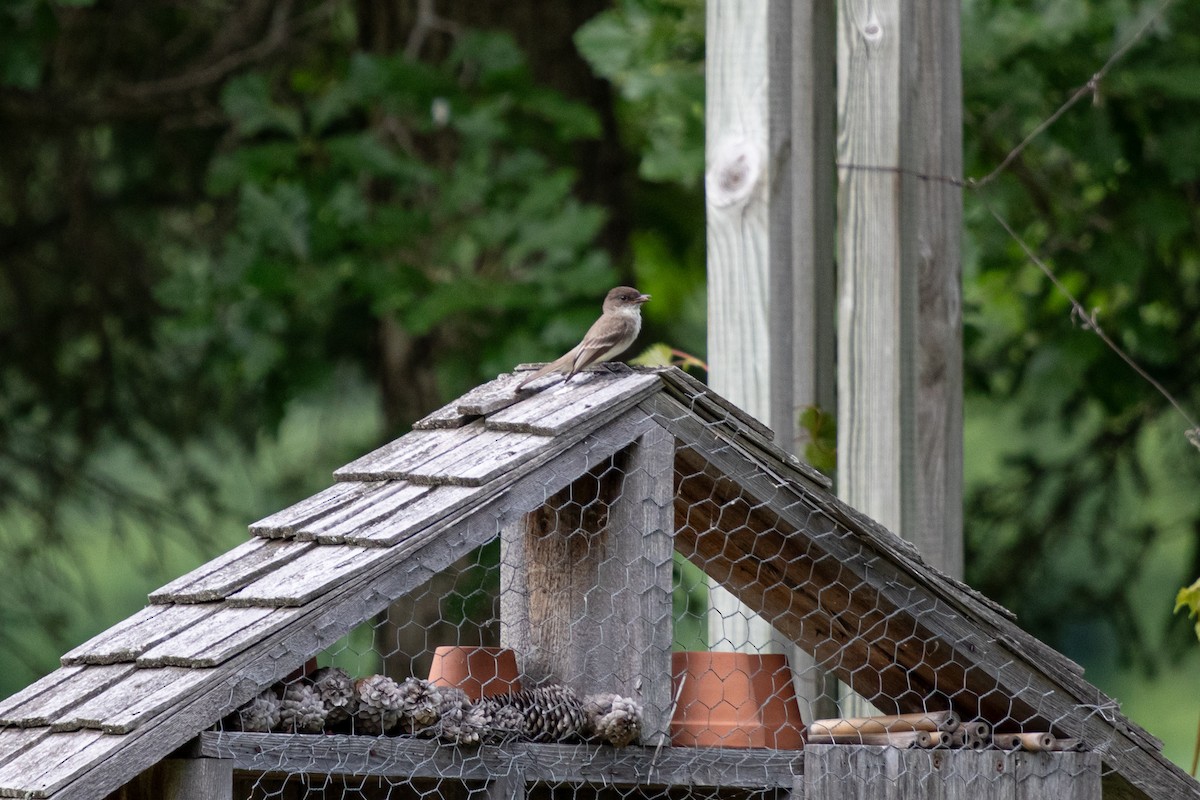 Eastern Phoebe - ML640563153