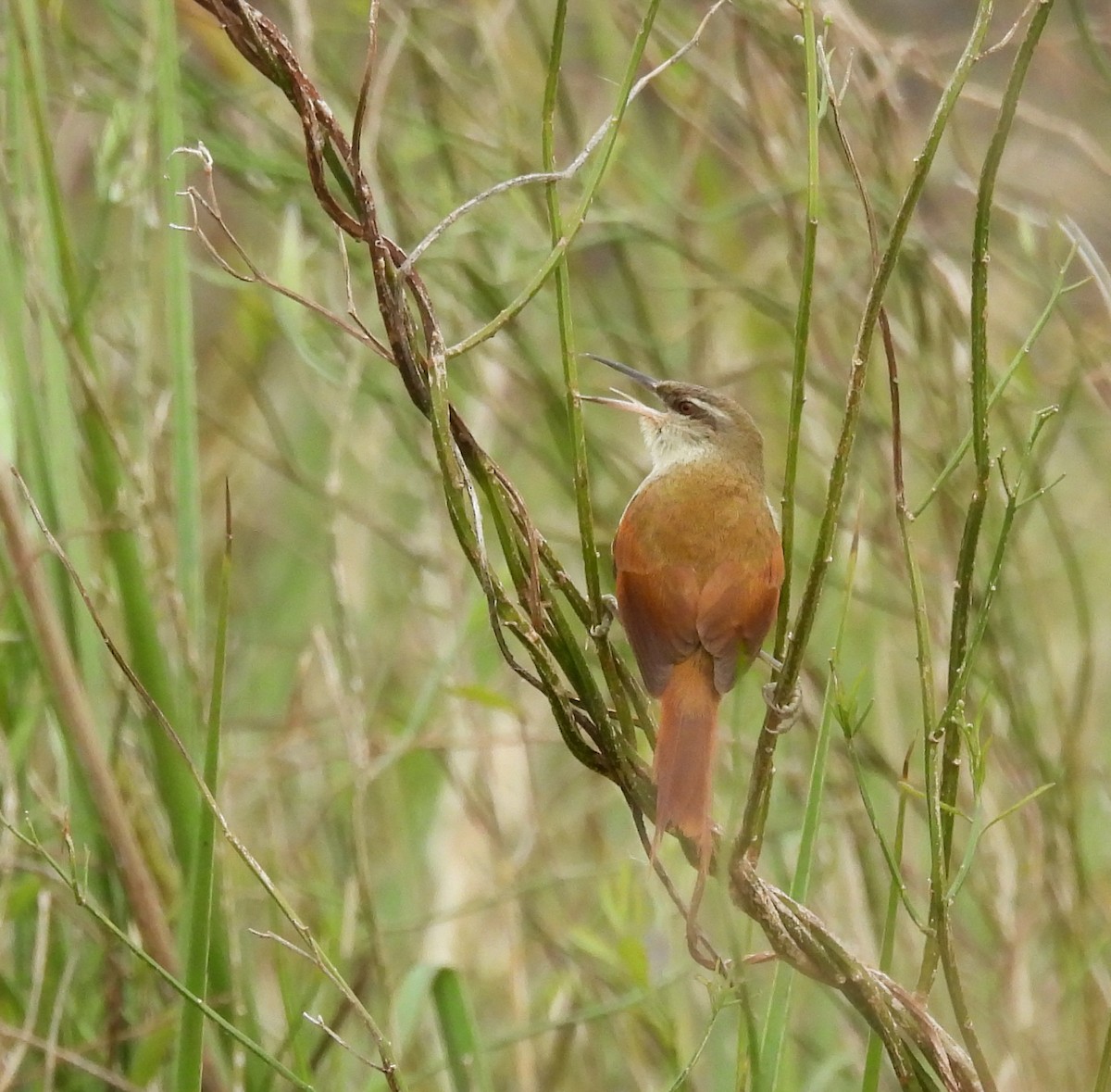 Straight-billed Reedhaunter - ML640563154