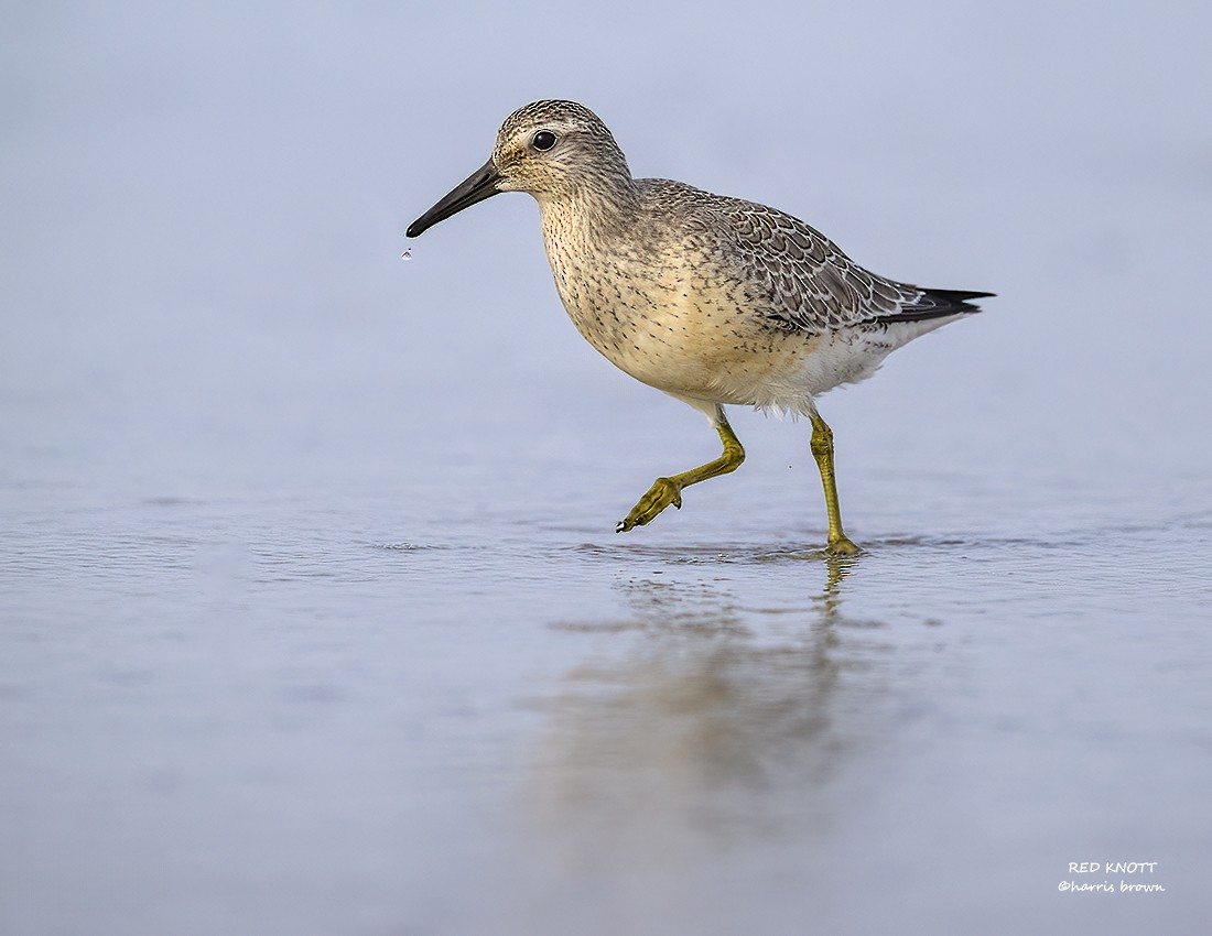Red Knot - ML640563155