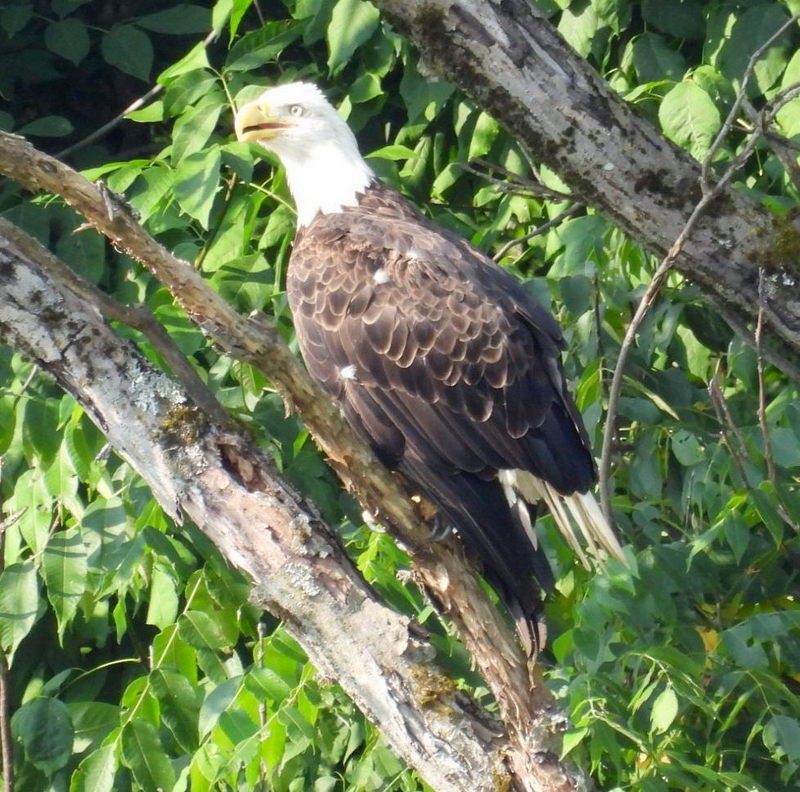 Bald Eagle - ML640563188