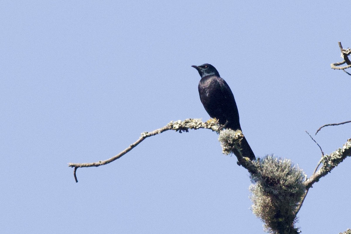 Estornino de Waller (elgonensis) - ML640563199