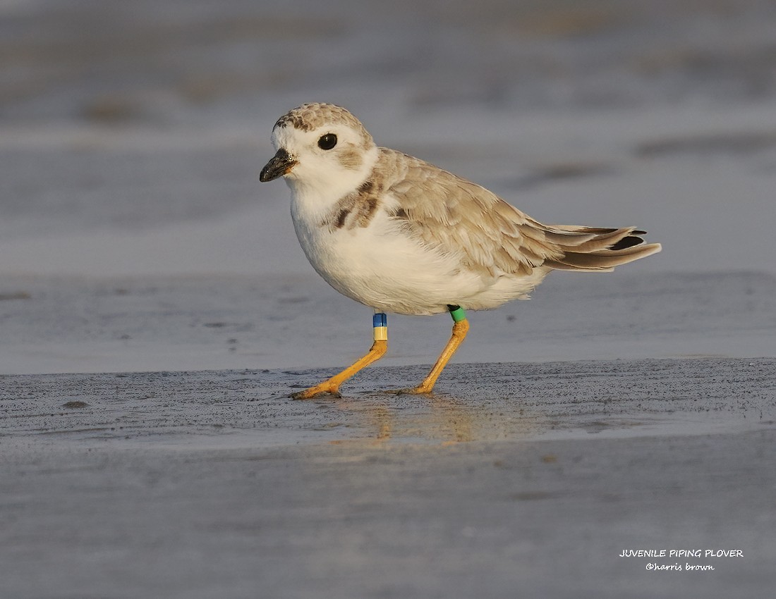 Piping Plover - ML640563203