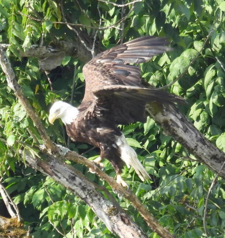 Bald Eagle - ML640563204