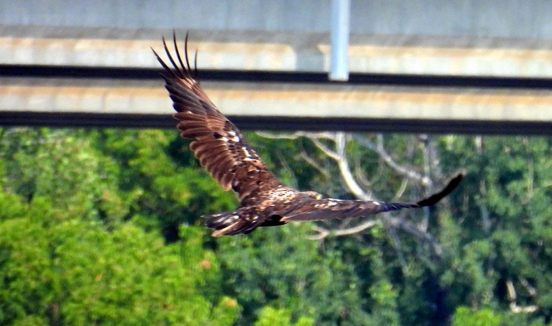 Bald Eagle - ML640563220