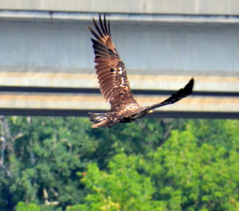 Bald Eagle - ML640563232