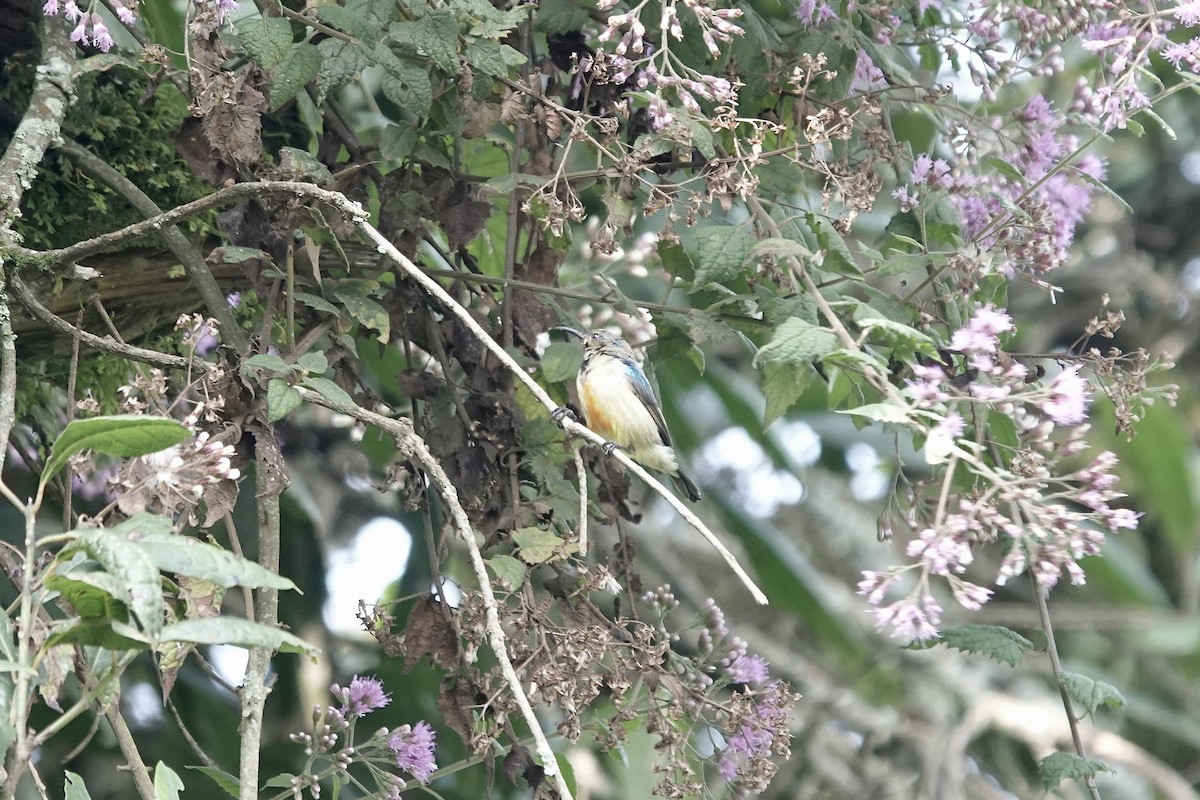 Regal Sunbird - ML640563287