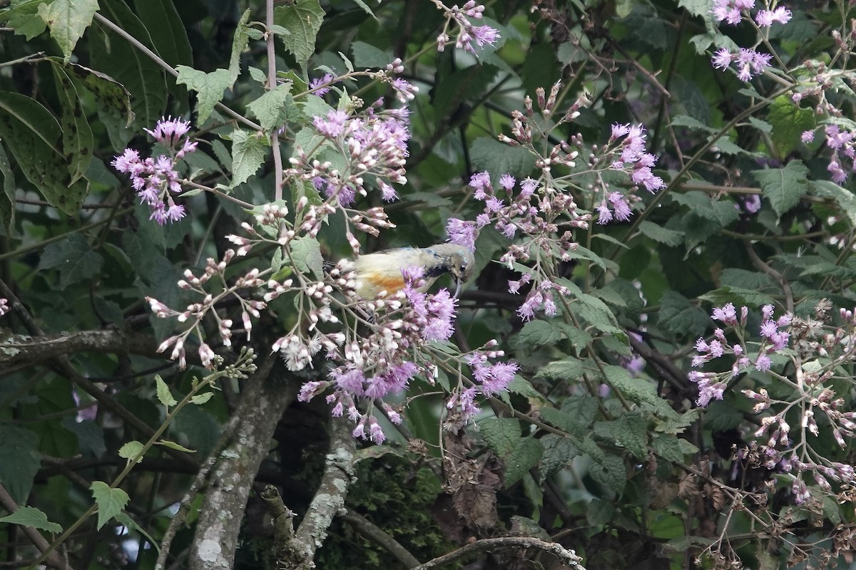 Regal Sunbird - ML640563290