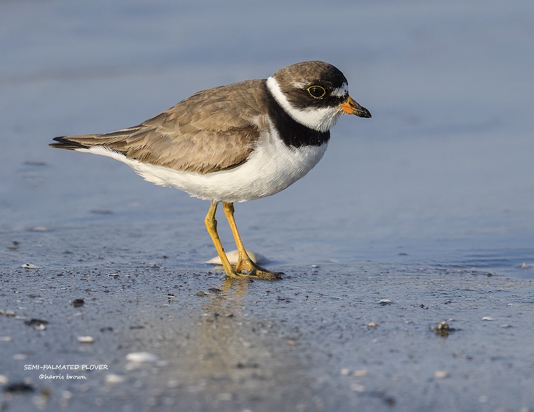 Semipalmated Plover - ML640563297