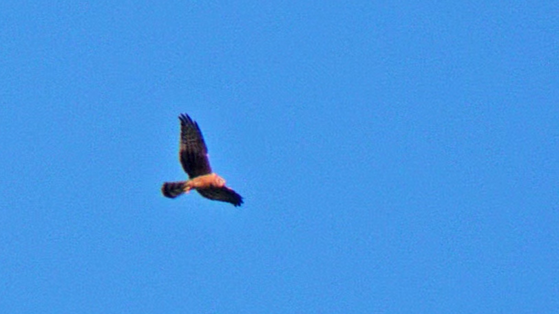 Montagu's Harrier - ML640563307