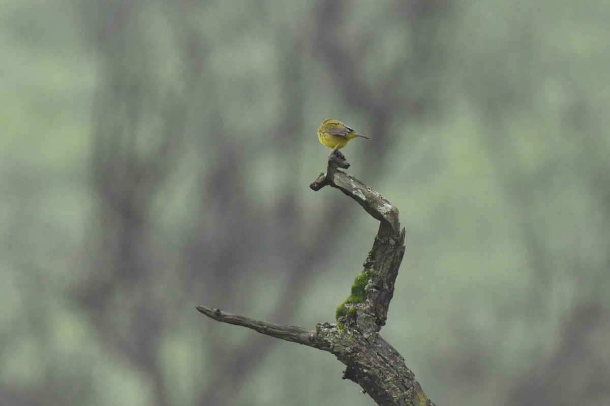 Black-lored Yellowthroat - ML640563311