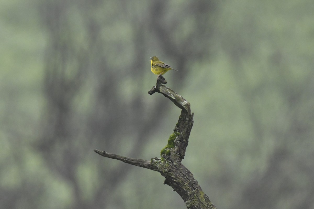 Black-lored Yellowthroat - ML640563320