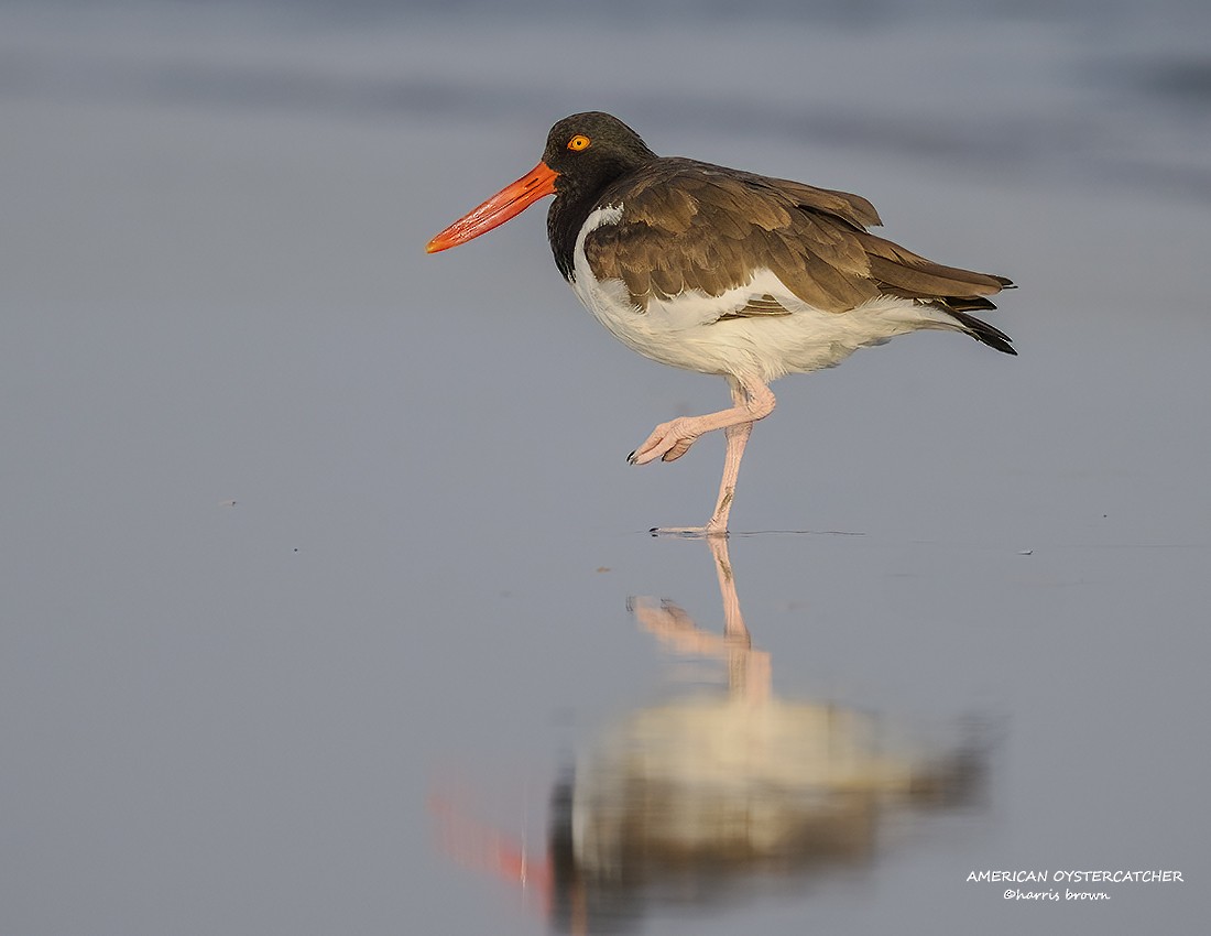 American Oystercatcher - ML640563322