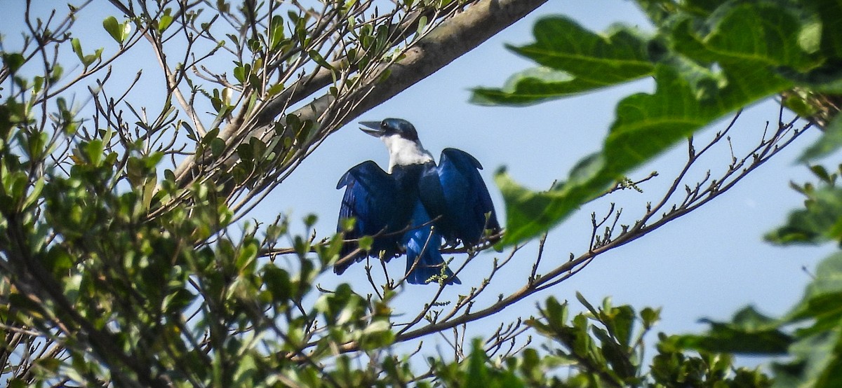 Collared Kingfisher - ML640563338