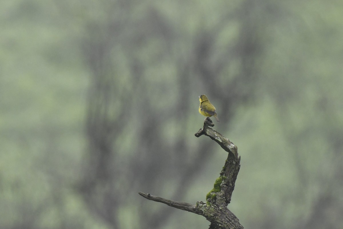 Black-lored Yellowthroat - ML640563339