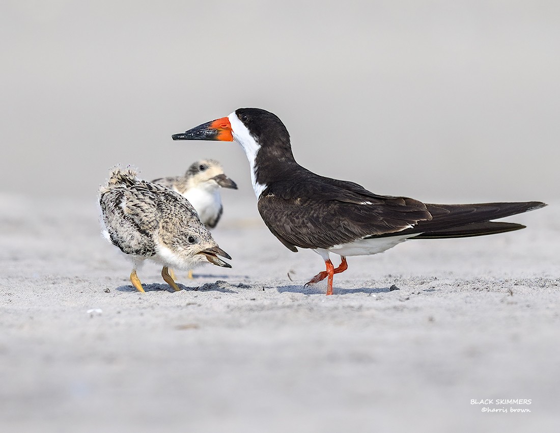 Black Skimmer - ML640563341