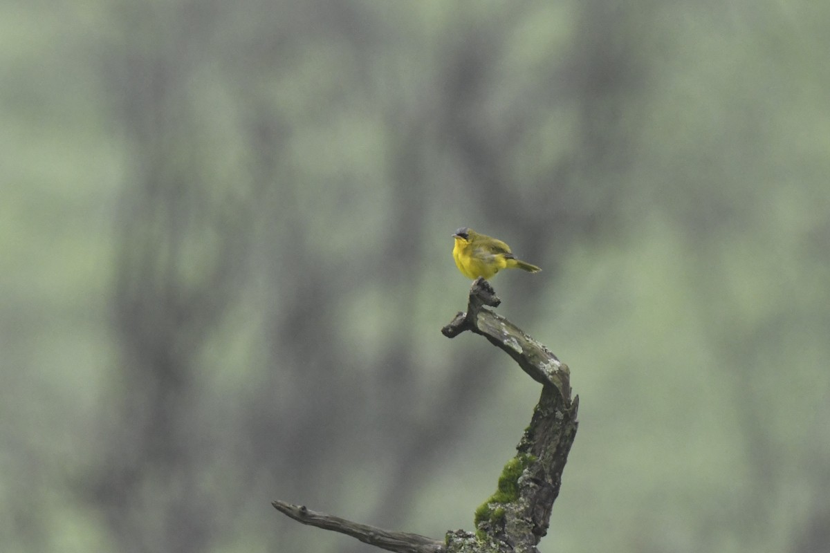 Black-lored Yellowthroat - ML640563345