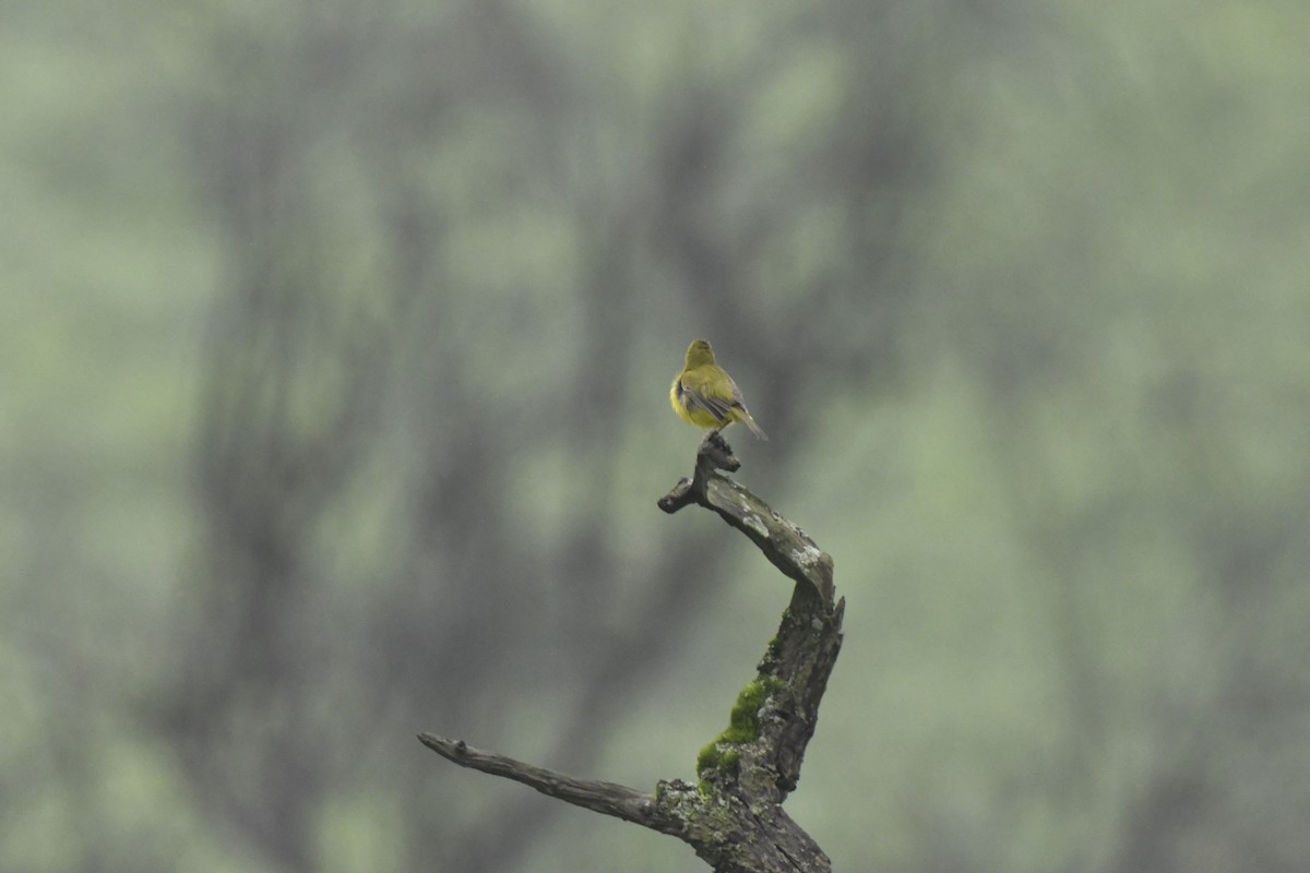Black-lored Yellowthroat - ML640563349