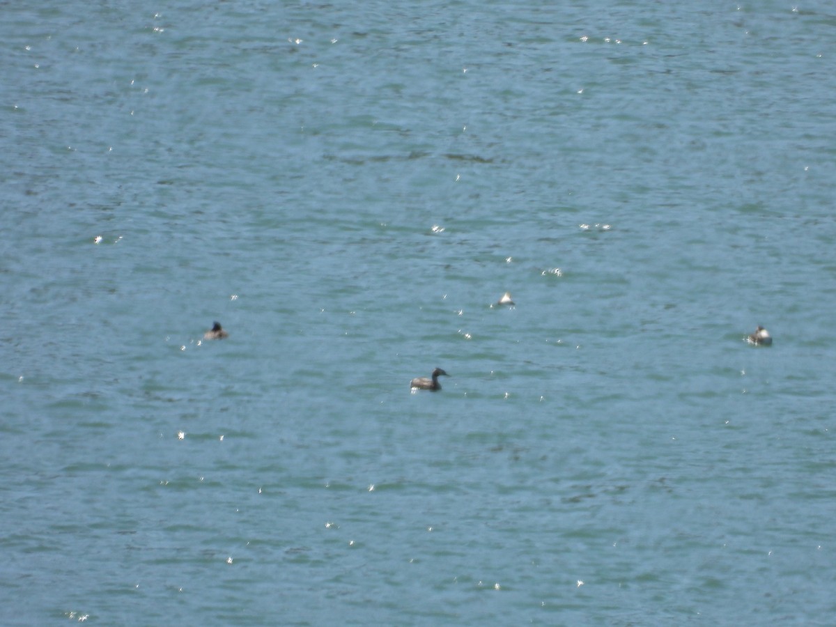 Great Crested Grebe - ML640563351