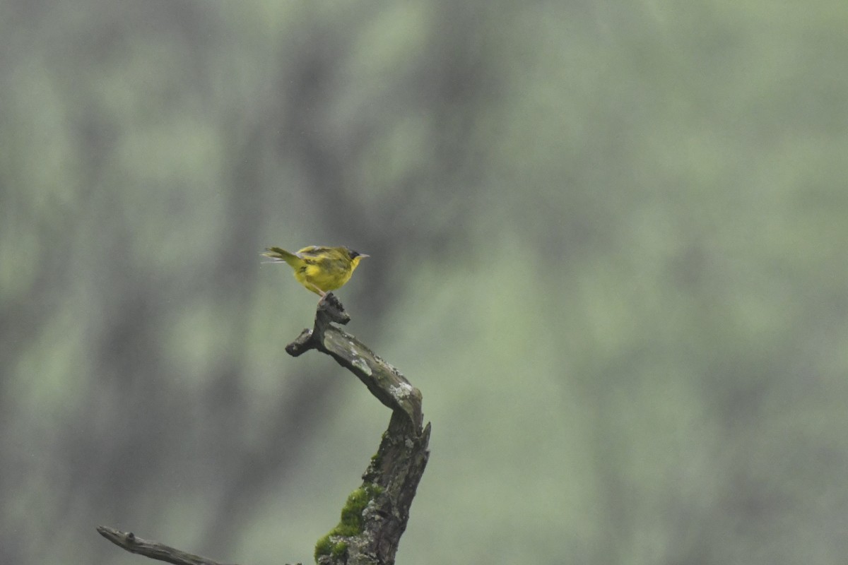 Black-lored Yellowthroat - ML640563352
