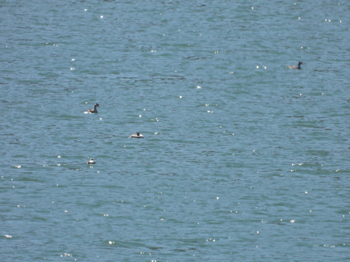 Great Crested Grebe - ML640563353