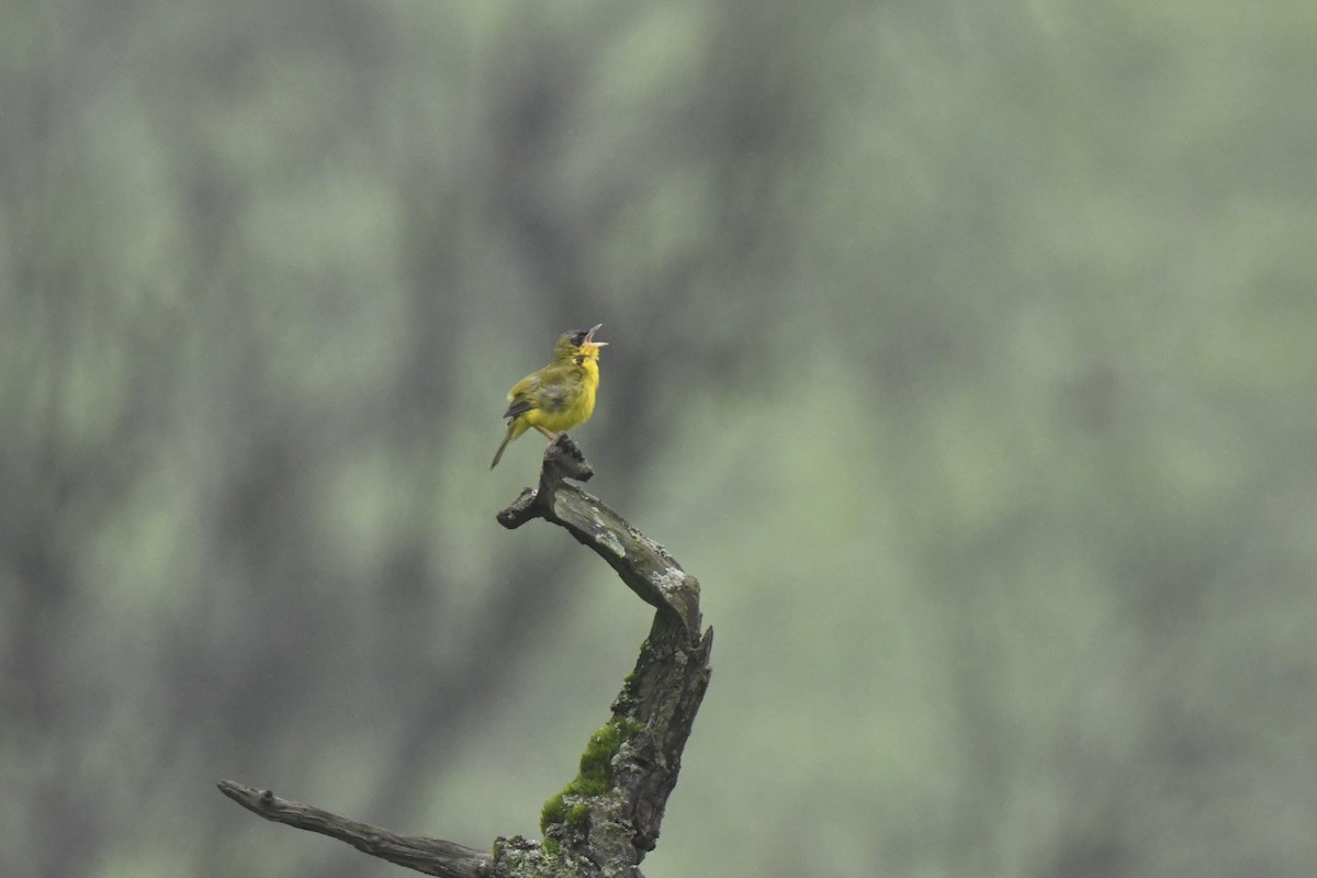 Black-lored Yellowthroat - ML640563368