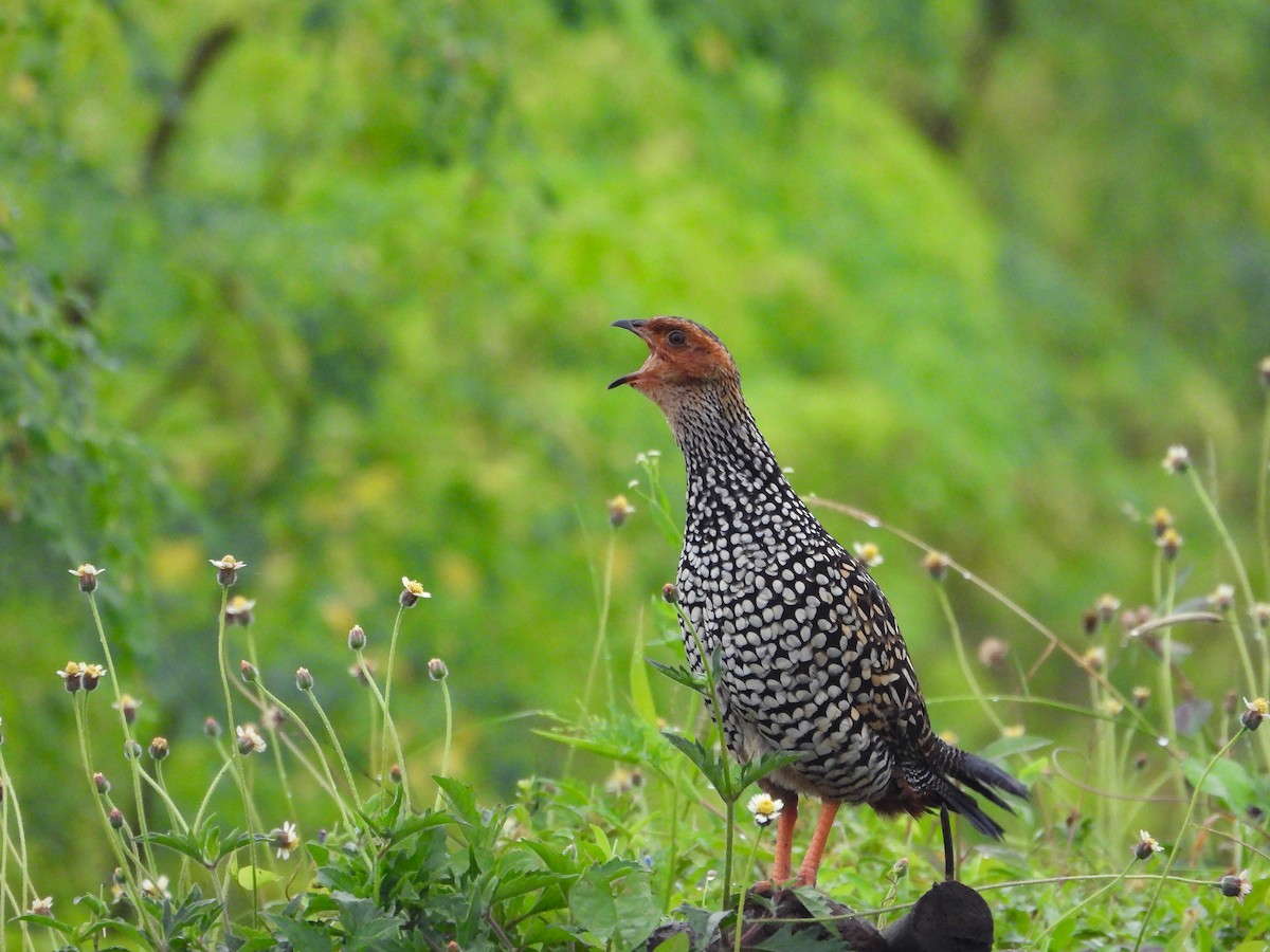 frankolín indický - ML640563370